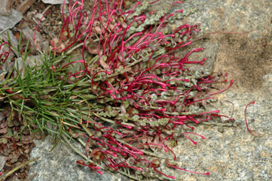 APII jpeg image of Grevillea nana  © contact APII