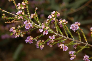 APII jpeg image of Thryptomene strongylophylla  © contact APII