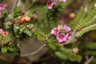 APII jpeg image of Thryptomene baeckeacea  © contact APII