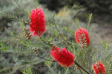 APII jpeg image of Melaleuca fulgens  © contact APII