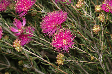 APII jpeg image of Melaleuca hollidayi  © contact APII