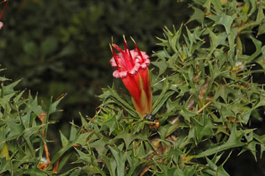 APII jpeg image of Lambertia echinata subsp. echinata  © contact APII