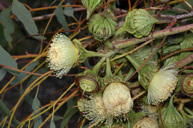 APII jpeg image of Eucalyptus youngiana  © contact APII