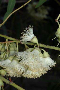 APII jpeg image of Eucalyptus beardiana  © contact APII