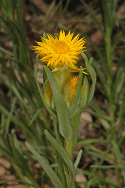 APII jpeg image of Waitzia nitida  © contact APII