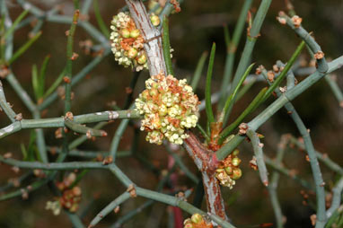 APII jpeg image of Muehlenbeckia horrida  © contact APII