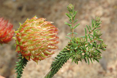 APII jpeg image of Darwinia neildiana  © contact APII