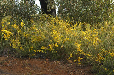 APII jpeg image of Acacia pulchella  © contact APII