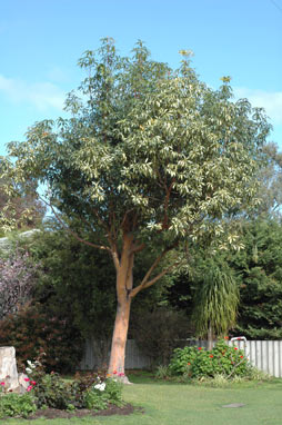 APII jpeg image of Lophostemon confertus 'Variegatus'  © contact APII
