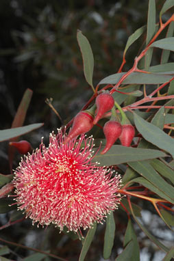 APII jpeg image of Eucalyptus erythronema var. erythronema  © contact APII