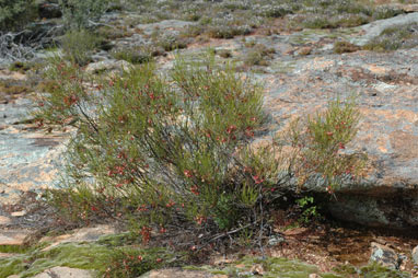 APII jpeg image of Dodonaea viscosa subsp. angustissima  © contact APII