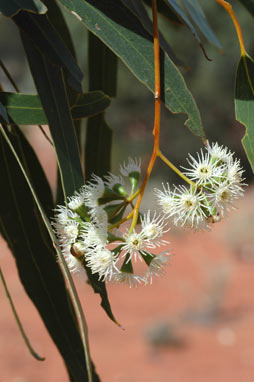 APII jpeg image of Eucalyptus loxophleba subsp. supralaevis  © contact APII