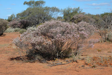 APII jpeg image of Thryptomene costata  © contact APII