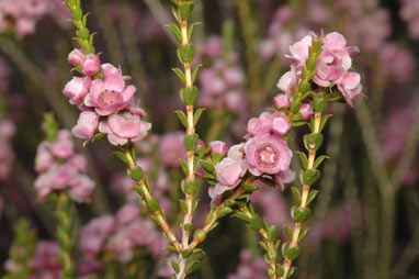 APII jpeg image of Thryptomene costata  © contact APII