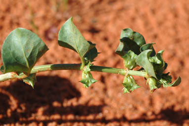 APII jpeg image of Rumex hypogaeus  © contact APII