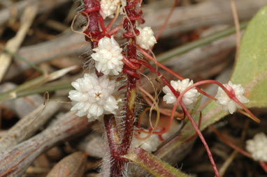 APII jpeg image of Cuscuta planiflora  © contact APII