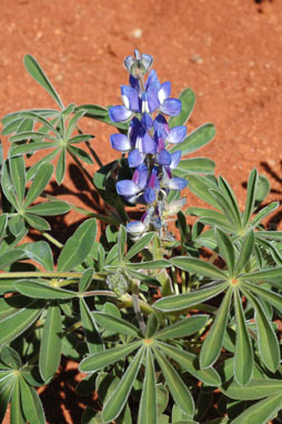 APII jpeg image of Lupinus cosentinii  © contact APII