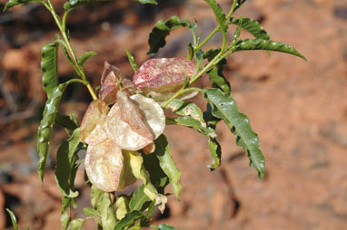 APII jpeg image of Dodonaea petiolaris  © contact APII