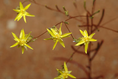 APII jpeg image of Erymophyllum tenellum  © contact APII