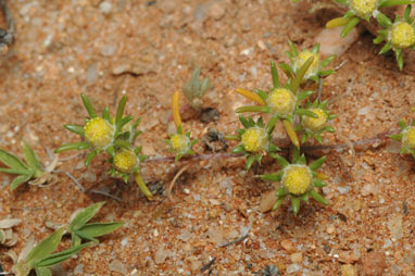 APII jpeg image of Pogonolepis stricta  © contact APII