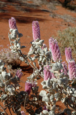 APII jpeg image of Ptilotus rotundifolius  © contact APII