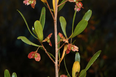 APII jpeg image of Dodonaea pachyneura  © contact APII