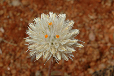 APII jpeg image of Gomphrena kanisii  © contact APII