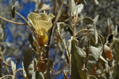 APII jpeg image of Hibiscus sturtii var. forrestii  © contact APII