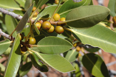 APII jpeg image of Ficus brachypoda  © contact APII