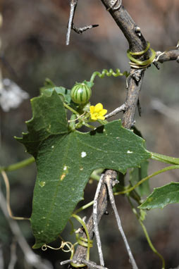 APII jpeg image of Cucumis variabilis  © contact APII