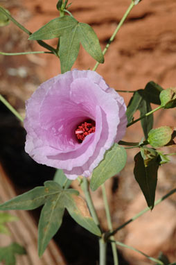 APII jpeg image of Gossypium robinsonii  © contact APII