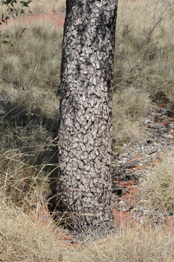 APII jpeg image of Eucalyptus deserticola  © contact APII