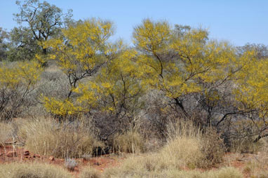 APII jpeg image of Acacia pachyacra  © contact APII