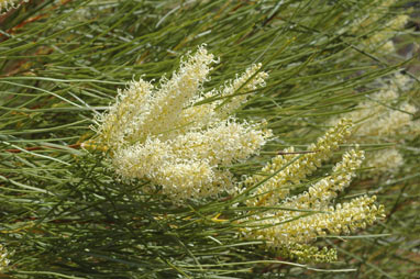 APII jpeg image of Grevillea stenobotrya  © contact APII