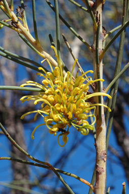 APII jpeg image of Hakea chordophylla  © contact APII