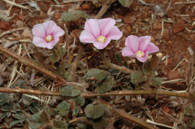 APII jpeg image of Polymeria ambigua  © contact APII