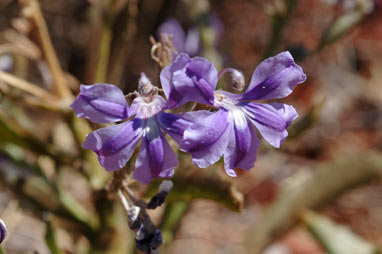 APII jpeg image of Goodenia stobbsiana  © contact APII