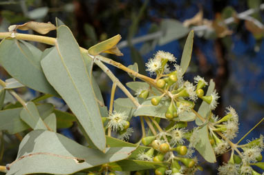 APII jpeg image of Eucalyptus gamophylla  © contact APII