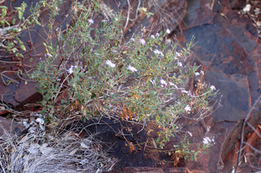 APII jpeg image of Olearia xerophila  © contact APII