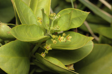 APII jpeg image of Cynanchum floribundum  © contact APII