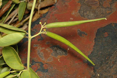 APII jpeg image of Cynanchum floribundum  © contact APII