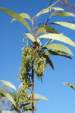 APII jpeg image of Acacia cowleana  © contact APII