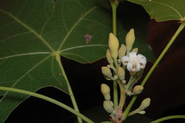 APII jpeg image of Brachychiton acuminatum  © contact APII