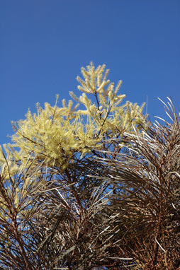 APII jpeg image of Grevillea pyramidalis  © contact APII