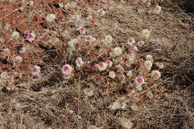 APII jpeg image of Gomphrena canescens subsp. canescens  © contact APII