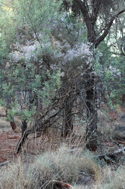 APII jpeg image of Ptilotus obovatus  © contact APII