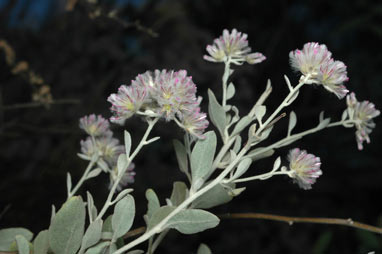 APII jpeg image of Ptilotus obovatus  © contact APII