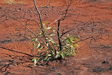 APII jpeg image of Eucalyptus hamersleyana  © contact APII