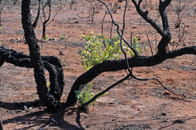 APII jpeg image of Acacia pyrifolia  © contact APII