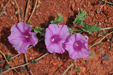 APII jpeg image of Ipomoea muelleri  © contact APII